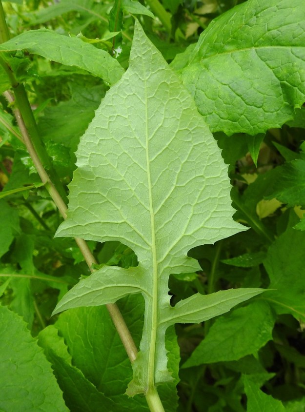 Lactuca alpina - pohjansinivalvatin lehtiliuskat voivat olla myös toispuoleisia. Lehdet ovat alta sini- tai harmaanvihreät ja kaljut tai keskisuonestaan vaihtelevasti hapsikarvaiset. 20.7.2023. Copyright Hannu Kämäräinen.