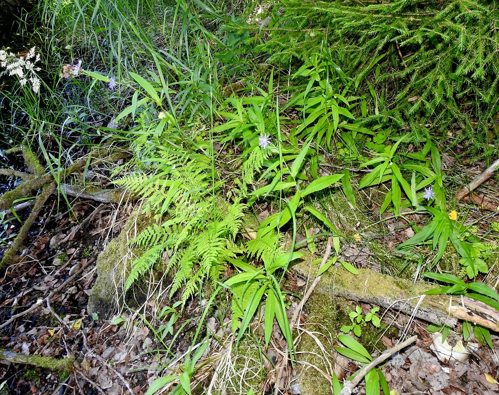 Lactuca sibirica - siperiansinivalvatti on Suomessa alkuperäinen, ja siitä on havaintoja Kasviatlaksessa Ahvenanmaan, Uudenmaan ja Etelä-Karjalan eliömaakuntia lukuun ottamatta kaikista muista eliömaakunnista. Se on valtaosaltaan hyvin paikoittainen ja harvinainen. Runsaimmat esiintymäkeskittymät ovat Etelä-Savon, Pohjois-Savon, Pohjois-Karjalan, Perä-Pohjanmaan ja Kittilän Lapin eliömaakunnissa. Kasvupaikkoina ovat lähinnä järvien, jokien ja purojen rannat sekä niiden rantaniityt, rantapensaikot ja metsänreunat sekä jossain määrin myös tienvarret ja pientareet. ES, Imatra, Niskalampi, Liippilahdentien ja Melulantien kulmauksessa oleva Liippilahti, eteläpää, rantaruohikko lähellä vesirajaa, 1.8.2017. Copyright Hannu Kämäräinen.
