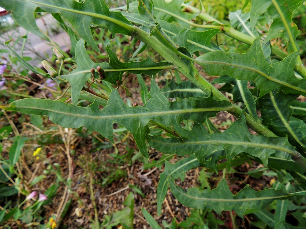 Lactuca tatarica - tataarisinivalvatin lehdet ovat molemmin puolin aika samansävyisen vihreät tai sinertävänvihreät ja kaljut. V, Naantali, satama, Satamatien pohjoispuolella kulkeva viljavaraston käytöstä pois jäänyt raide viljavarastorakennusten kohdalla, satamaan vievän siltakuljettimen alla, 12.7.2014. Copyright Hannu Kämäräinen.