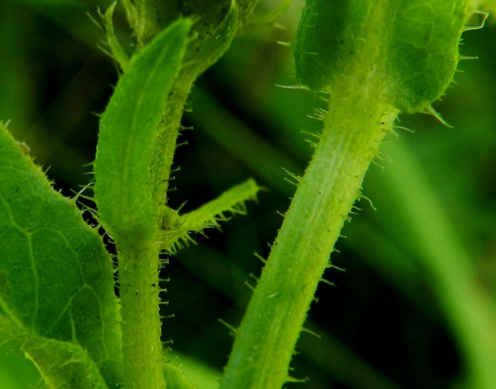 Picris hieracioides - keltanokitkerön varsikarvat ovat kaksikärkisiä ankkurikarvoja. Tämä ominaisuus erottaa lajin muista sikurikasvien alaheimon lajeista. 25.8.2012. Copyright Hannu Kämäräinen.