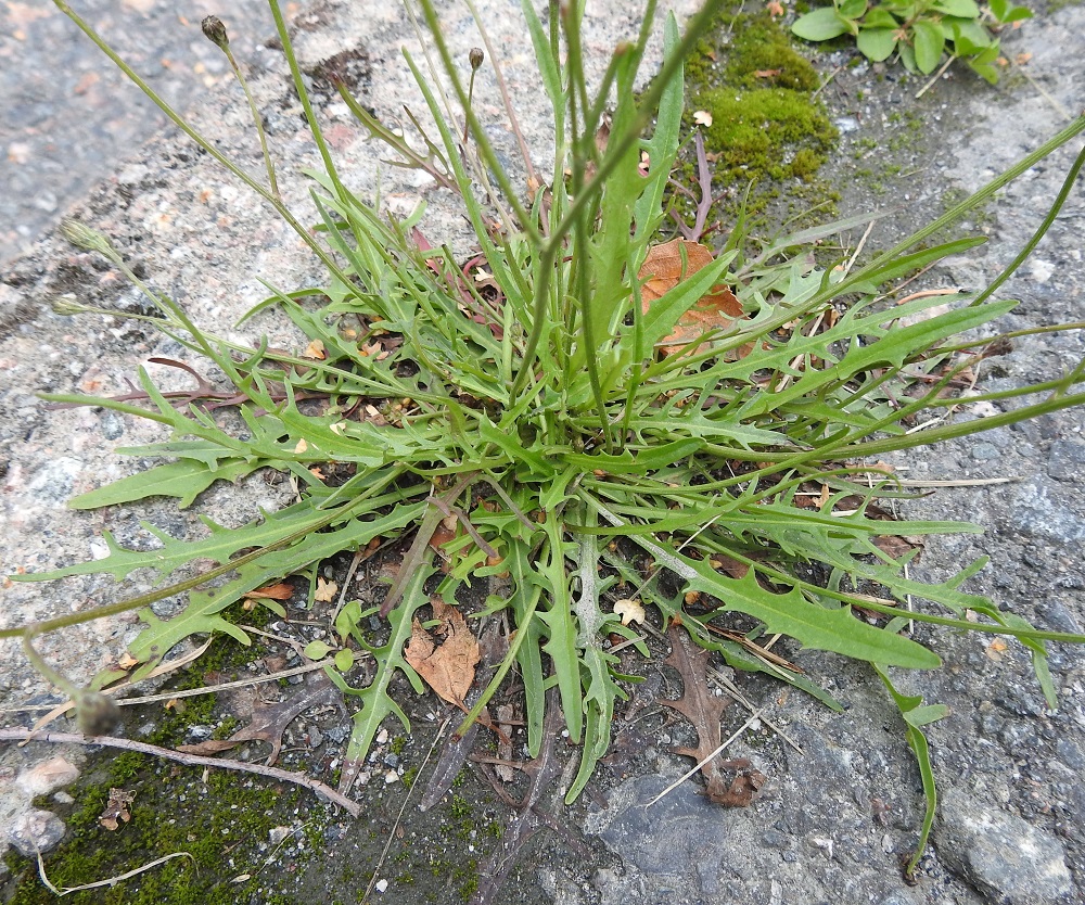 Scorzoneroides autumnalis - syysmaitiaisen lehdet ovat ruusukkeena kukintovanojen tyvellä. Ne ovat ruodilliset ja suikeahkot tai kapean vastapuikeat. Ruoti on yleensä noin 1-10 cm pitkä, ylempää siipipalteinen ja asteittain lehtilavaksi levenevä niin, että tarkkaa rajaa on usein vaikea osoittaa. Lehtilapa on tavallisesti noin 3-25 cm pitkä sekä leveimmältä kohtaa ilman liuskoja noin 0,3-3 cm leveä ja liuskojen kanssa enimmillään jopa 7 cm leveä. EH, Hämeenlinna, Voutila, Lakee, Louhentien laita lähellä Hirsimäenkadun risteystä, kadun ja jalkakäytävän raja, 28.7.2022. Copyright Hannu Kämäräinen.