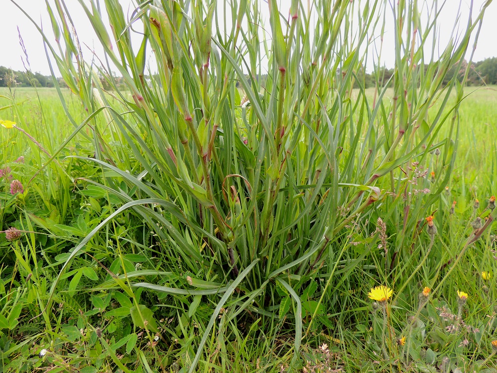 Tragopogon pratensis - piennarpukinparran lehdet ovat ruodittomat, pystyt, lähes tasasoukat ja pitkäsuippuisen teräväkärkiset sekä sinivihreät, ehytlaitaiset ja kouruiset. Ruusuke- ja tyvilehdet ovat tavallisesti noin 25-35 cm pitkät ja leveimmältä kohtaa suorina noin 0,8-1,2 cm leveät. A, Jomala, Kungsö, Kungsövägenin laita peltoalueen kohdalla, Jakosin tilan itäpuolella, 12.6.2014. Copyright Hannu Kämäräinen.