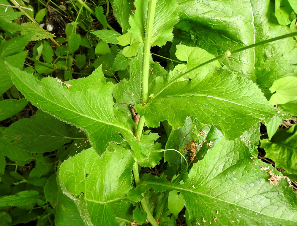 Lactuca macrophylla ssp. uralensis - uralinisosinivalvatin alhaalta asti kalju varsi vaihtuu alimman kukintohaaran tuntumassa usein aika jyrkästi latvaosan pitkävartisen nystykarvaiseksi varreksi. Suunnilleen samassa kohtaa lehtien kookas kärkiliuska alkaa hiipua pois. Latvan lehdet pelkistyvät lopulta kapeanpuikeiksi tai suikeiksi ja ehytlaitaisiksi. ES, Mikkeli, Kenkäveronniemi, Kenkävero, Ukonveden Savilahden rannalla olevan kahvilan länsipuolinen metsikkö, 23.7.2021. Copyright Hannu Kämäräinen.