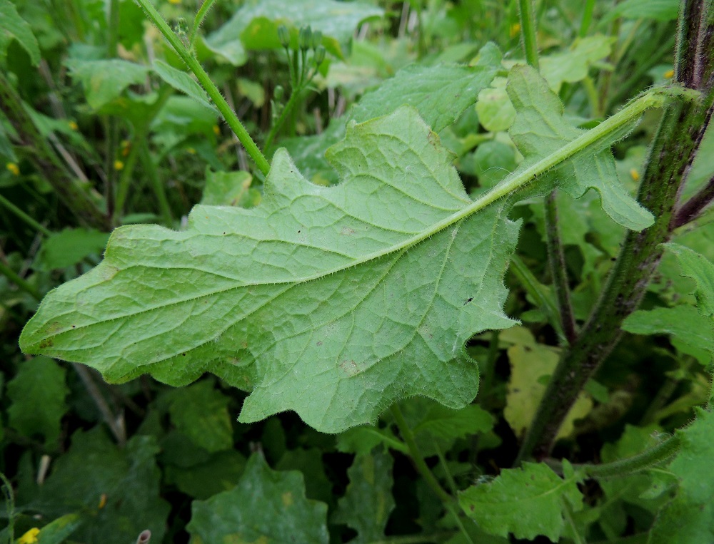 Lapsana communis - linnunkaalin lehdet ovat alta erityisesti suonia ja reunaa myöten karvaiset. Varsi on yleensä tylppäsärmäinen ja vaihtelevasti nystykarvainen. EH, Hämeenlinna, Vuorentaka, laaja peltoaukea, kesantopellon laita Hämeen Härkätien (tie 2855) varressa, 31.8.2013. Copyright Hannu Kämäräinen.