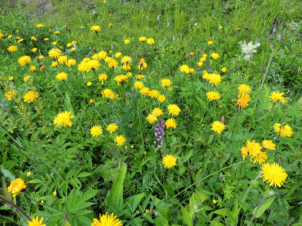 Leontodon hispidus - kesämaitiainen on Suomessa muinaistulokas. Sen vakinaisen esiintymisalueen pohjoisraja kulkee Ahvenanmaata lukuun ottamatta Satakunnan, Pohjois-Hämeen, Pohjois-Savon ja Kainuun eliömaakunnissa. Se on yleinen vain Pohjois-Karjalan eliömaakunnassa ja muualla alueellaan enemmän tai vähemmän harvinainen tai paikoin jo lähes hävinnyt. Vakinaisen esiintymisalueen ulkopuolella on muutamia yksittäisiä uustulokashavaintoja. Kasvupaikkoina ovat lähinnä niityt, ahot, laitumet, pientareet ja tienvarsiluiskat. Kuvassa ovat seuralaisina mm. ahokirkiruoho, Gymnadenia conopsea subsp. conopsea ja vasemmalla soikkokaksikko, Neottia ovata. 10.7.2015. Copyright Hannu Kämäräinen.