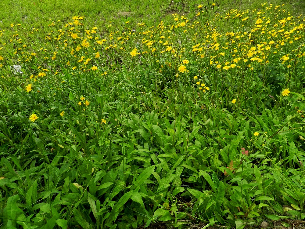 Picris hieracioides - keltanokitkerön kuvassa olevassa kasvustossa on paljon ensimmäisen vuoden lehtiruusukkeita, ja varsien tyvellä näkyy olevan myös ruusukelehtien kaltaisia tyvilehtiä, jotka ovat täyden kukinnan vaiheessa yleensä jo lakastuneet. Keltanokitkerö on Suomessa muinaistulokas. Se on enemmän tai vähemmän yleisehkö Uudenmaan, Etelä-Karjalan, Etelä-Hämeen, Etelä-Savon, Pohjois-Savon ja Pohjois-Karjalan eliömaakunnissa sekä hyvin harvinainen Varsinais-Suomen ja Pohjois-Hämeen eliömaakunnissa. Kasvupaikkoina ovat lähinnä tienvarret ja piennarniityt, ahot, kesantopellot, pensaikot ja puistot sekä harvemmin satamat ja radanvarret. 21.7.2011. Copyright Hannu Kämäräinen.