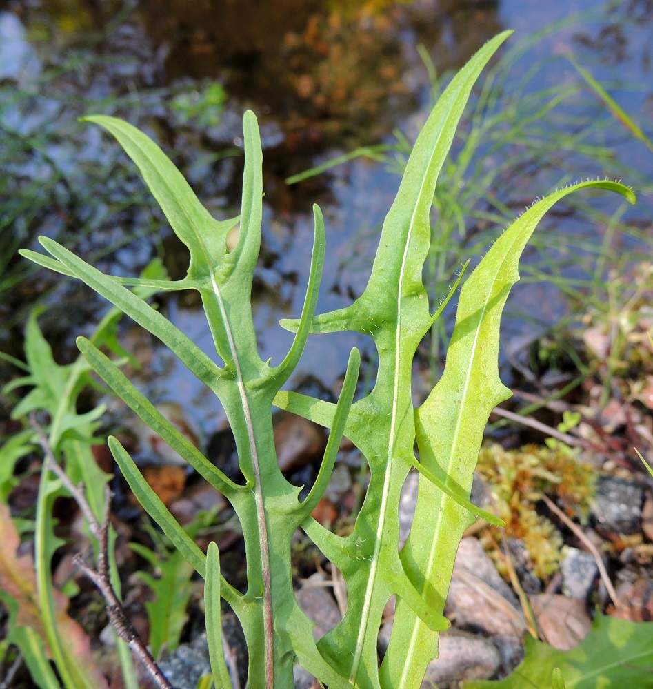 Scorzoneroides autumnalis - syysmaitiaisen lehtilapa on suippokärkinen ja parijakoinen, parihalkoinen tai vaihtelevasti liuskahampainen sekä toisinaan myös pienihampainen tai lähes ehytlaitainen. Liuskat ovat sivulle siirottavat, kapeat ja pisimmillään jopa 3-4 cm pitkät. Lapa on vihreä ja kalju tai vaihtelevasti hapsikarvainen. U, Hanko, Lappohja, Anckars, Kofverhagin Kartanontien varressa olevan vedenpumppaamon viereinen puronvarsi, luonnonsuojelualue, 3.8.2013. Copyright Hannu Kämäräinen.