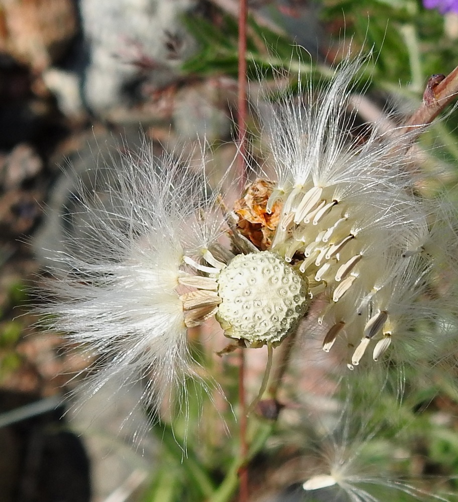 Sonchus arvensis - peltovalvatin muunnoksella, meripeltovalvatilla, pähkylät ovat kypsänä luunvalkoiset ja noin 3-4 mm pitkät. OP, Oulu, Haukipudas, Virpiniemi, Mustakari, merivartioaseman länsipuolisen niemen kärki, kivikkoinen merenranta, 15.7.2023. Copyright Hannu Kämäräinen.