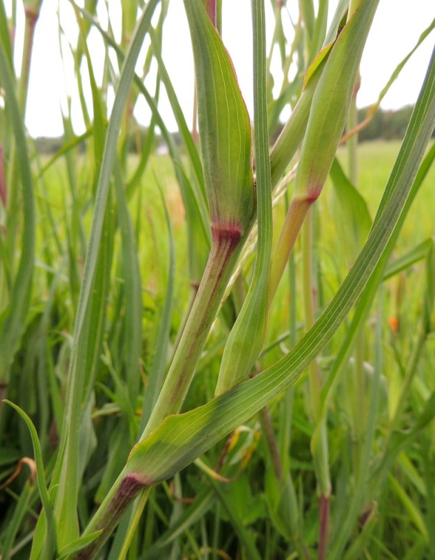 Tragopogon pratensis - piennarpukinparran varret ja lehdet ovat lähes tai aivan kaljut. Lehdet ovat silposuoniset. Varsilehtien tyvi on leveähkö ja lähes varren ympäri sepivä. A, Jomala, Kungsö, Kungsövägenin laita peltoalueen kohdalla, Jakosin tilan itäpuolella, 12.6.2014. Copyright Hannu Kämäräinen.