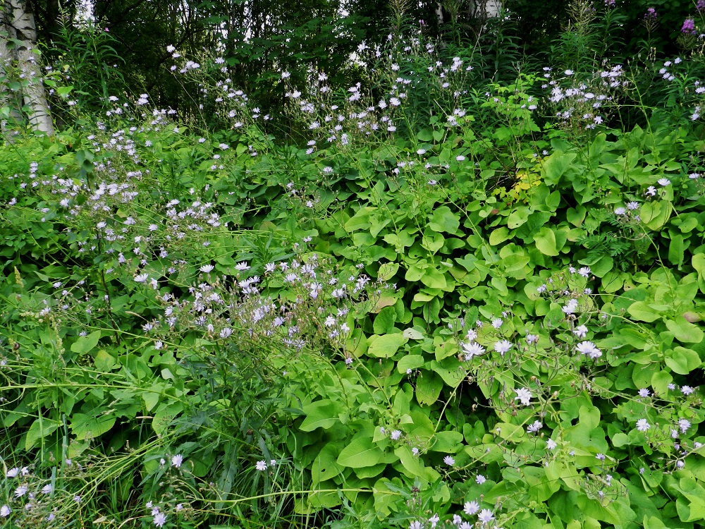 Lactuca macrophylla ssp. uralensis - uralinisosinivalvatilla on ainakin joitakin vakiintuneita kasvupaikkoja Varsinais-Suomen, Uudenmaan, Etelä-Karjalan, Satakunnan, Etelä-Hämeen ja Keski-Pohjanmaan eliömaakunnissa. Kasvupaikkoina ovat lähinnä niityt, pientareet, metsänreunat, teiden ja polkujen laiteet, radanvarret, joutomaat, pihojen ja puutarhojen liepeet, maankäsittelyalueet sekä puutarhajätteen heittopaikat. EH, Hämeenlinna, Keinusaari, Varikonniemi, rata-alueen laitaniitty metsikön reunassa, 20.7.2011. Copyright Hannu Kämäräinen.