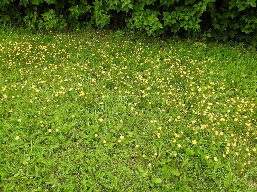 Scorzoneroides autumnalis - syysmaitiainen on Suomessa alkuperäinen tai paikoin muinaistulokas. Se kasvaa yleisenä kaikissa eliömaakunnissa. Kasvupaikkoina ovat lähinnä rannat, kalliot, niityt, Lapissa myös paljakkaniityt, laitumet, kaikenlaiset pientareet ja tienvarret, polut ja muut tallatut alueet, joutomaat, nurmikot sekä pihat ja puistot. EH, Hämeenlinna, Voutila, Myllyoja, Sammontien laitanurmi Louhentien risteyksen lähellä, 28.7.2022. Copyright Hannu Kämäräinen.