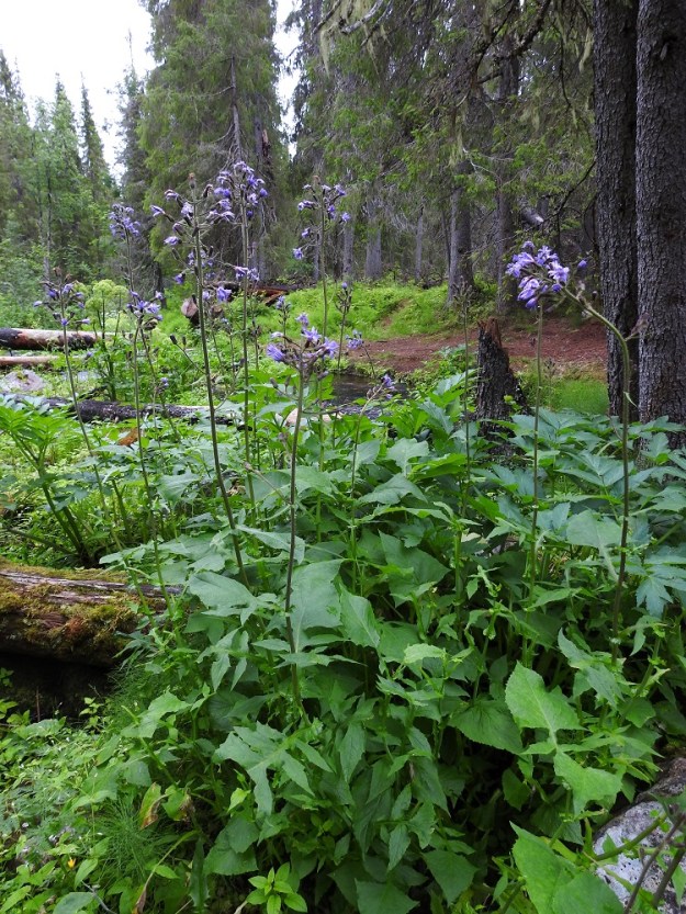Lactuca alpina - pohjansinivalvatti on monivuotinen, pysty ja yleensä noin 70-170 cm korkea ruoho. Varsi on yleensä haaraton. Lehdet ovat kookkaat ja sijaitsevat enimmäkseen varren alapuoliskossa. KiL, Kolari, Äkäslompolo, Kellostapulin ja Ylläksen välinen Varkaankuru, luonnonsuojelualue, Varkaanojan puron ranta-alue, 280 m mpy, 20.7.2023. Koko kuvasarja on samalta kasvupaikalta. Copyright Hannu Kämäräinen.