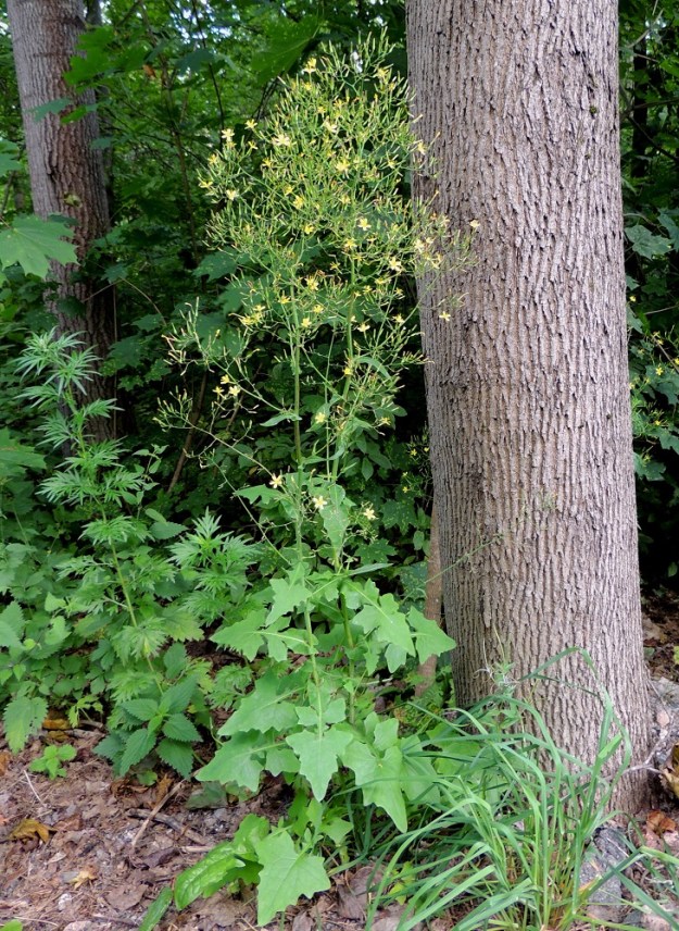 Lactuca muralis - jänönsalaatti on monivuotinen, pysty ja yleensä noin 50-90 cm korkea ruoho. Varret ovat yksittäin tai kaksi - kolme kasvaa samasta juurakosta. Ne ovat kukinto-osaan saakka haarattomat. U, Kerava, Heikkilä, Heikkilänmäki, kotiseutumuseolle johtavan Museopolun metsikköinen laide, 25.7.2015. Copyright Hannu Kämäräinen.