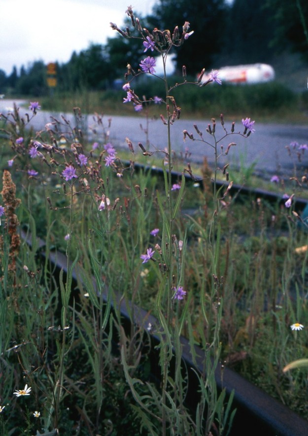 Lactuca tatarica - tataarisinivalvatti on monivuotinen, pysty ja yleensä noin 40-100 cm korkea ruoho, joka levittäytyy kasvustoiksi juurakkonsa maarönsyjen avulla. Se on Suomessa osittain vakiintunut uustulokas, josta on yksittäisiä havaintoja Varsinais-Suomen, Uudenmaan, Etelä-Hämeen, Etelä-Savon, Pohjois-Savon ja Keski-Pohjanmaan eliömaakunnista. Kasvupaikkoina ovat lähinnä ratapihat, satamat, teollisuusalueet ja viljavarastot sekä hiekkaiset merenrannat. EH, Lahti, ratapiha-alue entisen tavara-aseman länsipuolella, rata-alueen pohjoislaita, päättyvä raidepari tasoylikäytävän kohdalla, 22.7.2005. Kuva skannattu diasta. Copyright Hannu Kämäräinen.