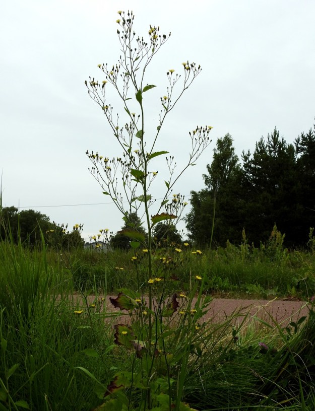 Lapsana communis - linnunkaali on yksivuotinen tai ylitalvinen, pysty ja haarova ruoho, joka on tavallisesti noin 30-100 cm korkea. A, Saltvik, Möckelby, Norra Möckelbyvägenin viereisen kevyenliikenteenväylän varsi, 11.7.2017. Copyright Hannu Kämäräinen.
