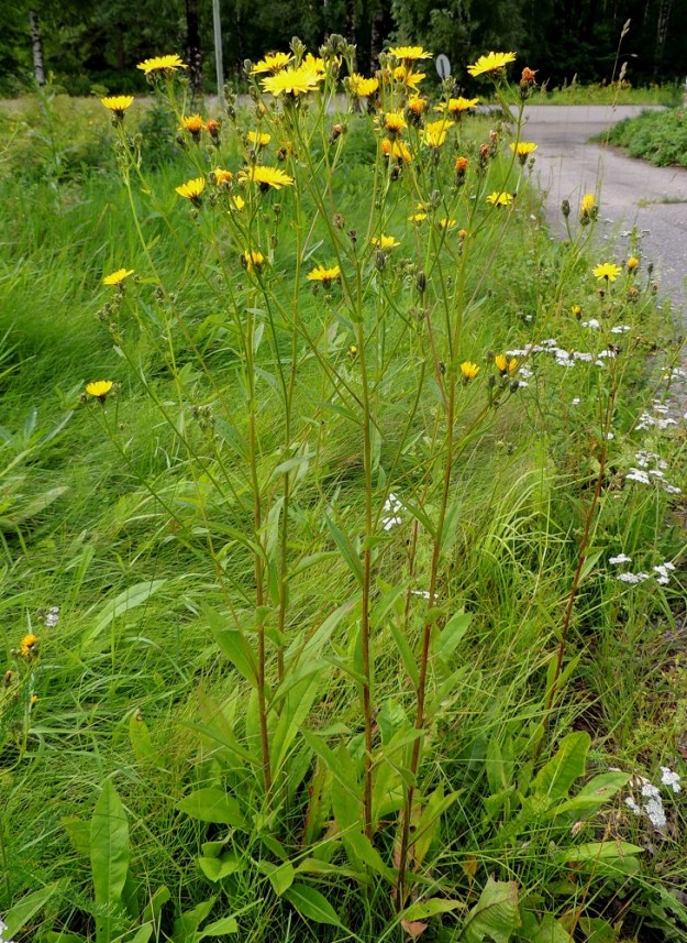 Picris hieracioides - keltanokitkerö on kaksivuotinen tai toisinaan useampivuotinen, pysty ja yksivartinen ruoho. Varsi on tanakka, vihreä- tai erityisesti tyviosastaan punasävyinen. ES, Lappeenranta, Mäntylä, Mäntylänmäen eteläpuolella oleva entinen Mäntylän sairaala-alue, 28.7.2015. Copyright Hannu Kämäräinen.