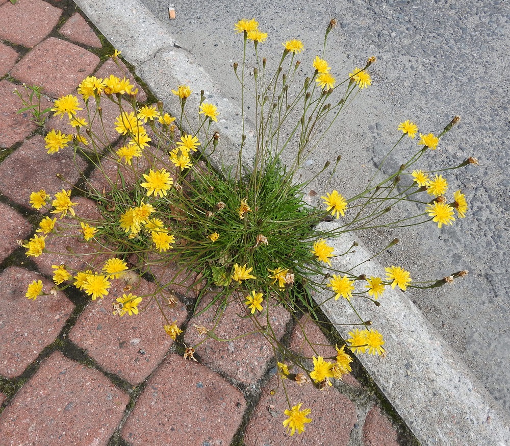 Scorzoneroides autumnalis - syysmaitiainen on monivuotinen, pysty tai koheneva ja yleensä noin 10-40 cm korkea, monimuotoinen ruoho ja vanakasvi. Se on kasvupaikan suhteen hyvin sopeutuvainen. Monilehtisen ruusukkeen ja vanaryöpyn juurensijoiksi riittää jopa asvaltin tai betonilaatoituksen rako. EH, Hämeenlinna, Vuorentaka, Lakee, Hirsimäenkadun ja Lakeenpellontien risteys, 2.7.2024. Copyright Hannu Kämäräinen.