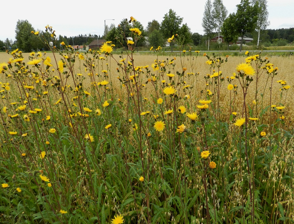 Sonchus arvensis - peltovalvatin muunnos, rikkapeltovalvatti, var. arvensis, on monivuotinen, pysty ja yleensä noin 80-150 cm korkea ruoho. Se on muinaistulokas ja yleinen tai hyvin yleinen etelästä päin Keski-Pohjanmaan ja Pohjois-Karjalan eliömaakuntien väliselle linjalle saakka. Pohjoisempana se on harvinainen tai harvinaisehko uustulokas. Kasvupaikkoina ovat lähinnä pellot, puutarhat, uudisnurmikot, pihat, kaikenlaiset pientareet, tienvarret, joutomaat, maankäsittelyalueet ja asutuksen lähipiirin rannat. Nimensä mukaisesti se on viljelyksillä vaikeasti hävitettävä rikkakasvi, joka levittäytyy vaakatasoisen juuristonsa avulla laajoiksikin kasvustoiksi. EH, Hämeenlinna, Luolaja, Aleksis Kiven kadun varren kaurapellon laide Luolajantien risteyksen kaakkoispuolella, 1.9.2012. Copyright Hannu Kämäräinen.