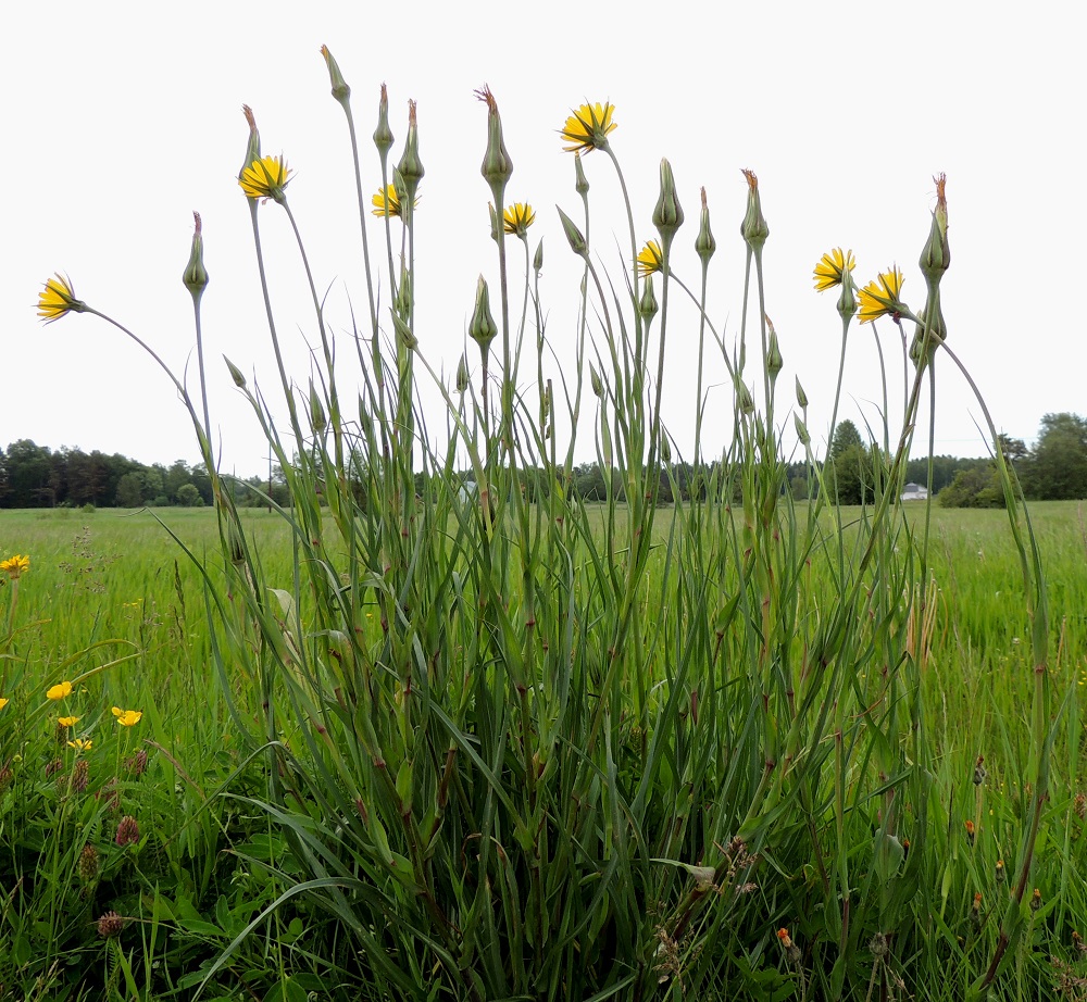 Tragopogon pratensis - piennarpukinparta on kaksivuotinen, pysty ja tavallisesti noin 50-70 cm korkea ruoho. Varsi on tanakka, haaraton tai yleensä harvakseen pystyhaarainen ja sinivihreä sekä usein alaosastaan sinipunertava. A, Jomala, Kungsö, Kungsövägenin laita peltoalueen kohdalla, Jakosin tilan itäpuolella, 12.6.2014. Copyright Hannu Kämäräinen.