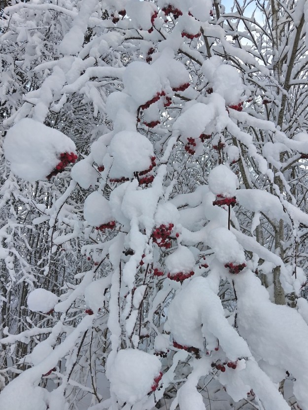 Sorbus aucuparia ssp. aucuparia - etelänkotipihlajan marjat säilyvät usein talveen saakka, elleivät linnut ehdi niitä syödä. Vanha kansa ennusti pihlajan marjasadosta tulevan talven lumisuutta, sillä ennustuksen mukaan pihlaja ei jaksa kahta taakkaa kantaa, runsasta marjasatoa ja paksua lumikerrosta marjojen päällä. Hyvin kahden taakan kantaminen näyttää kuitenkin kuvan pihlajalta onnistuvan. EH, Hämeenlinna, Loimalahti, Kuokkamaa, Sammontien päästä lähtevän kevyenliikenteenväylän alkupään metsikön laide, 16.12.2024. Copyright Hannu Kämäräinen.