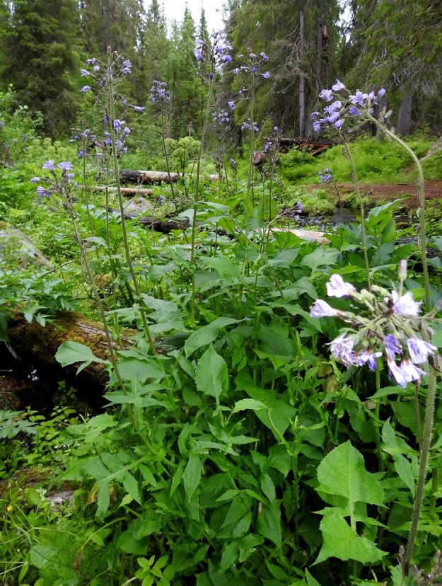 Lactuca alpina - pohjansinivalvatin kasvupaikkoina ovat lähinnä rehevät puronotkot, vaarojen rinteiden lähde- ja lettokorvet sekä tunturikoivulehdot ja tunturinorojen suurruohostot paljakan alaosassa. Laji on vaatelias ja edellyttää multavaa sekä ravinteikasta kasvualustaa. Se ei siedä seisovaa vettä, minkä vuoksi kasvupaikat sijaitsevatkin lähteiden ja purojen tuntumassa sekä rinnekosteikoissa. 20.7.2023. Copyright Hannu Kämäräinen.