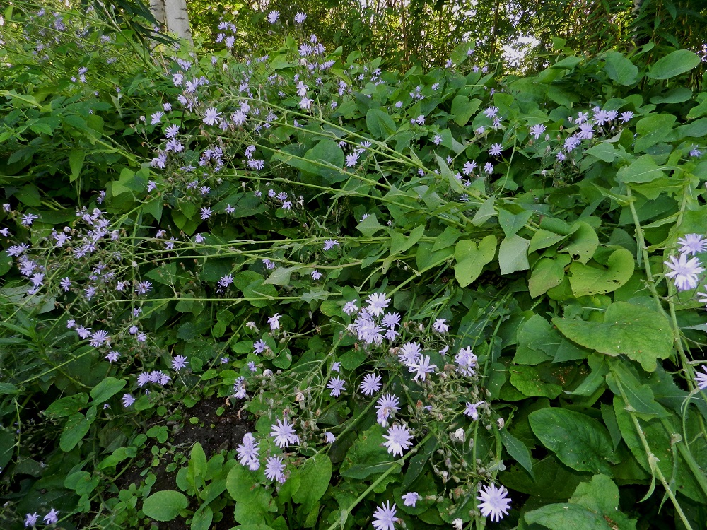 Lactuca macrophylla ssp. uralensis - uralinisosinivalvatti on Suomessa vanha koristekasvi, joka säilyy pitkään viljelyjäänteenä ja leviää tehokkaasti myös asutuksen lähiluontoon. Vaakasuoraan levittäytyvä juuristo muodostaa usein tiheitä ja laajojakin kasvustoja, jotka voivat säilyä samoilla paikoilla vuosikymmeniä. Kookkaiksi haarovat kukinnot painavat tuulen säestyksellä varret toisinaan lakoon. EH, Hämeenlinna, Keinusaari, Varikonniemi, rata-alueen laitaniitty metsikön reunassa, 31.7.2012. Copyright Hannu Kämäräinen.