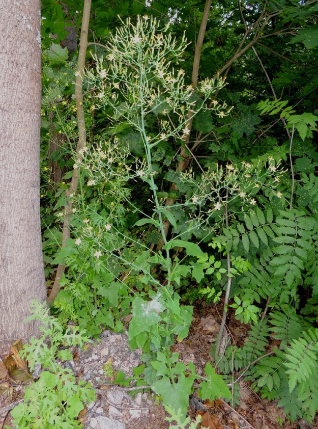 Lactuca muralis - jänönsalaatin kukintokokonaisuus on yleensä noin 10-50 cm pitkä ja noin 10-35 cm leveä. Kuvan runsashaarainen kukintohuiskilo edustaa em. mittojen ylälaitaa. U, Kerava, Heikkilä, Heikkilänmäki, kotiseutumuseolle johtavan Museopolun metsikköinen laide, 25.7.2015. Copyright Hannu Kämäräinen.