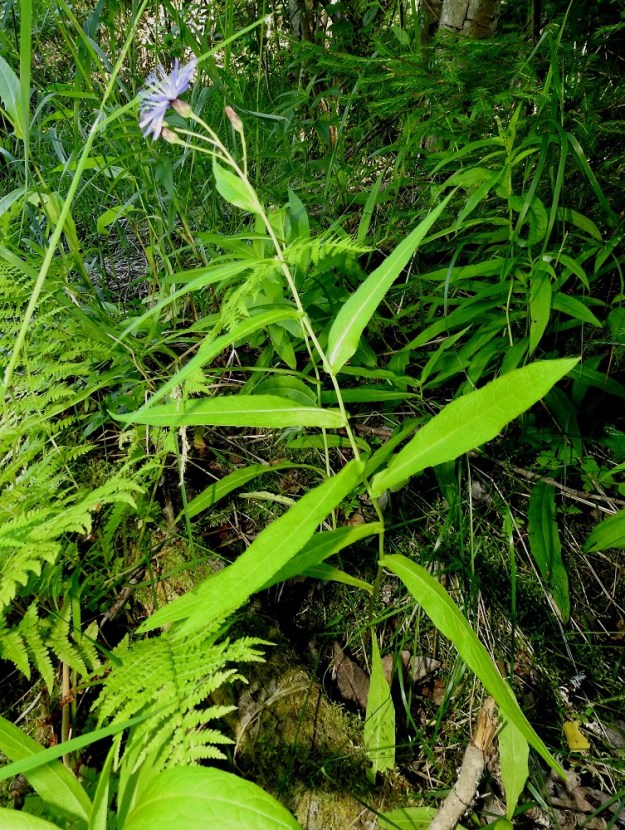 Lactuca sibirica - siperiansinivalvatin lehdet ovat varrella kierteisesti. Lehtilapa on suikea, ehyt ja yleensä pitkäsuippuisen teräväkärkinen. Tyvellä ja tyviosassa olevien ja kukintavaiheessa usein jo lakastuneiden lehtien tyvi kapenee tasaisesti noin 1-2 cm pitkäksi ruodiksi. Muut lehdet ovat ruodittomat. ES, Imatra, Niskalampi, Liippilahdentien ja Melulantien kulmauksessa oleva Liippilahti, eteläpää, rantaruohikko lähellä vesirajaa, 1.8.2017. Copyright Hannu Kämäräinen.