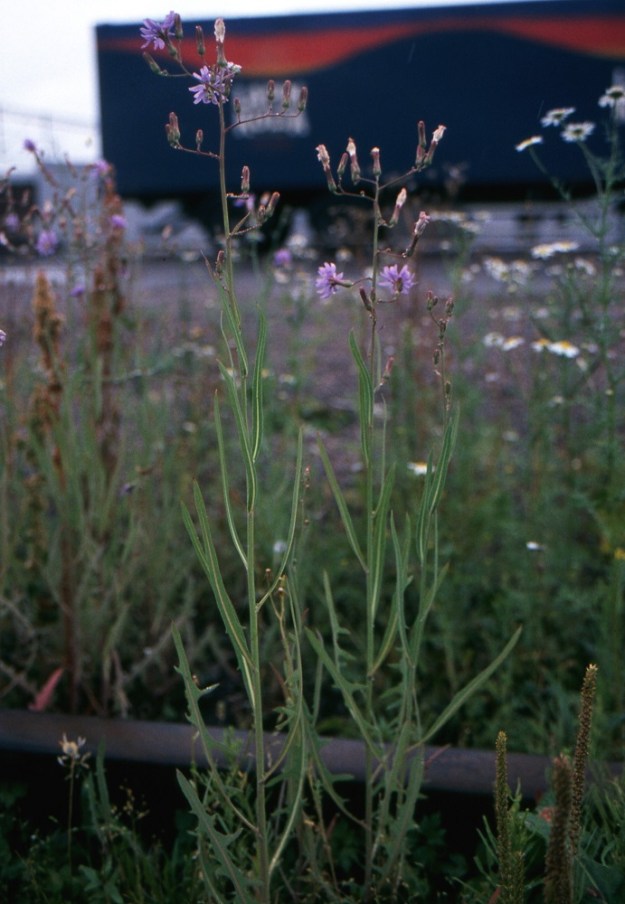 Lactuca tatarica - tataarisinivalvatin lehdet ovat varren ala- ja keskiosassa suikeat sekä suippo- ja pariliuskaiset. Latvaosassa ne ovat tasasoukan suikeat ja ehyen liuskattomat. EH, Lahti, ratapiha-alue entisen tavara-aseman länsipuolella, rata-alueen pohjoislaita, päättyvä raidepari tasoylikäytävän kohdalla, 22.7.2005. Kuva skannattu diasta. Copyright Hannu Kämäräinen.