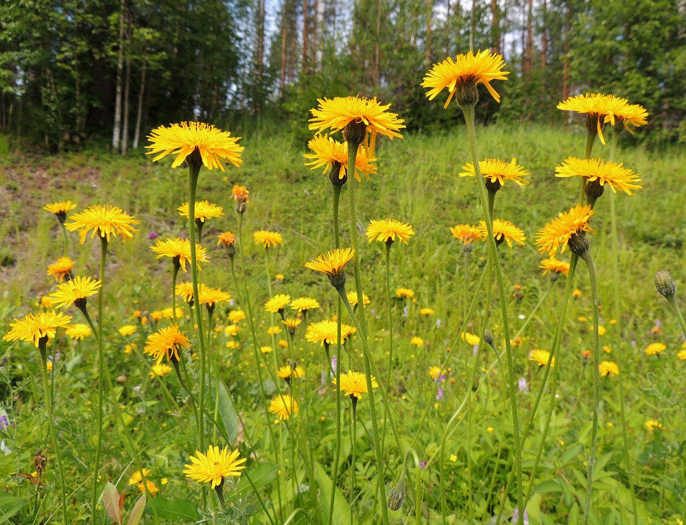Leontodon hispidus - kesämaitiainen on saapunut kaskikulttuurin mukana idästä Suomeen jo hyvin kauan sitten. Menestymiseensä se on tarvinnut kasvupaikkoja avaavaa ihmisen vaikutusta. Maatalouden muutokset ovat ajaneet sen ahtaalle monen muun vastaavan ihmisen seuralaislajin kanssa. Kasvupaikkojen umpeutuminen uhkaa lajin tulevaisuutta kaikkialla, ja se on taantunut silmälläpidettäväksi (NT) uhanalaiseksi lajiksi. Eniten korvaavaa elintilaa löytyy vuosittain niitettäviltä, valoisilta tienlaiteilta. 10.7.2015. Copyright Hannu Kämäräinen.