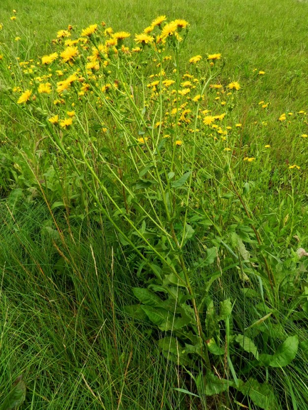 Picris hieracioides - keltanokitkerö on tavallisesti noin 50-120 cm korkea ja yleensä runsashaarainen. EH, Hämeenlinna, Vuorentaka, Marssitien ja Kuralantien kulmauksessa oleva entinen peltokaista lähellä Marssitietä, 21.7.2011. Ellei toisin mainita, kuvat ovat tältä samalta kasvupaikalta. Copyright Hannu Kämäräinen.