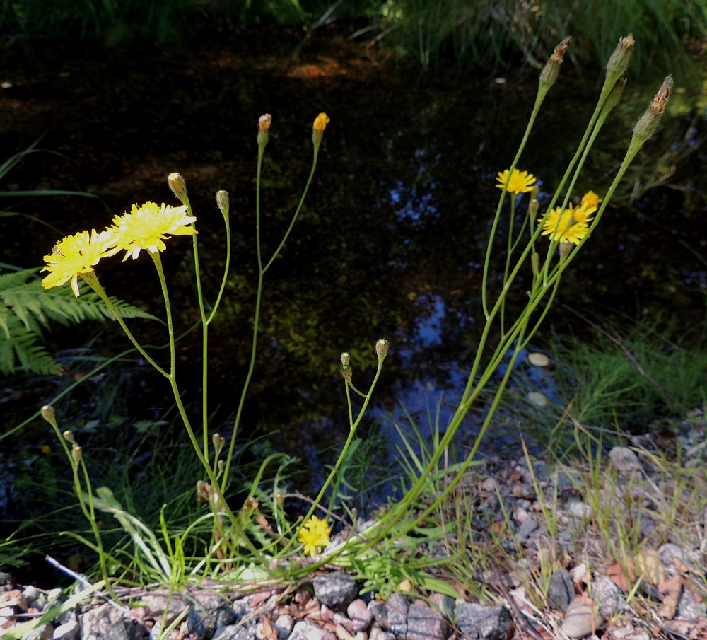 Scorzoneroides autumnalis - syysmaitiaisen kukintovanat ovat haarovat ja lehdettömät. U, Hanko, Lappohja, Anckars, Kofverhagin Kartanontien varressa olevan vedenpumppaamon viereinen puronvarsi, luonnonsuojelualue, 3.8.2013. Copyright Hannu Kämäräinen.