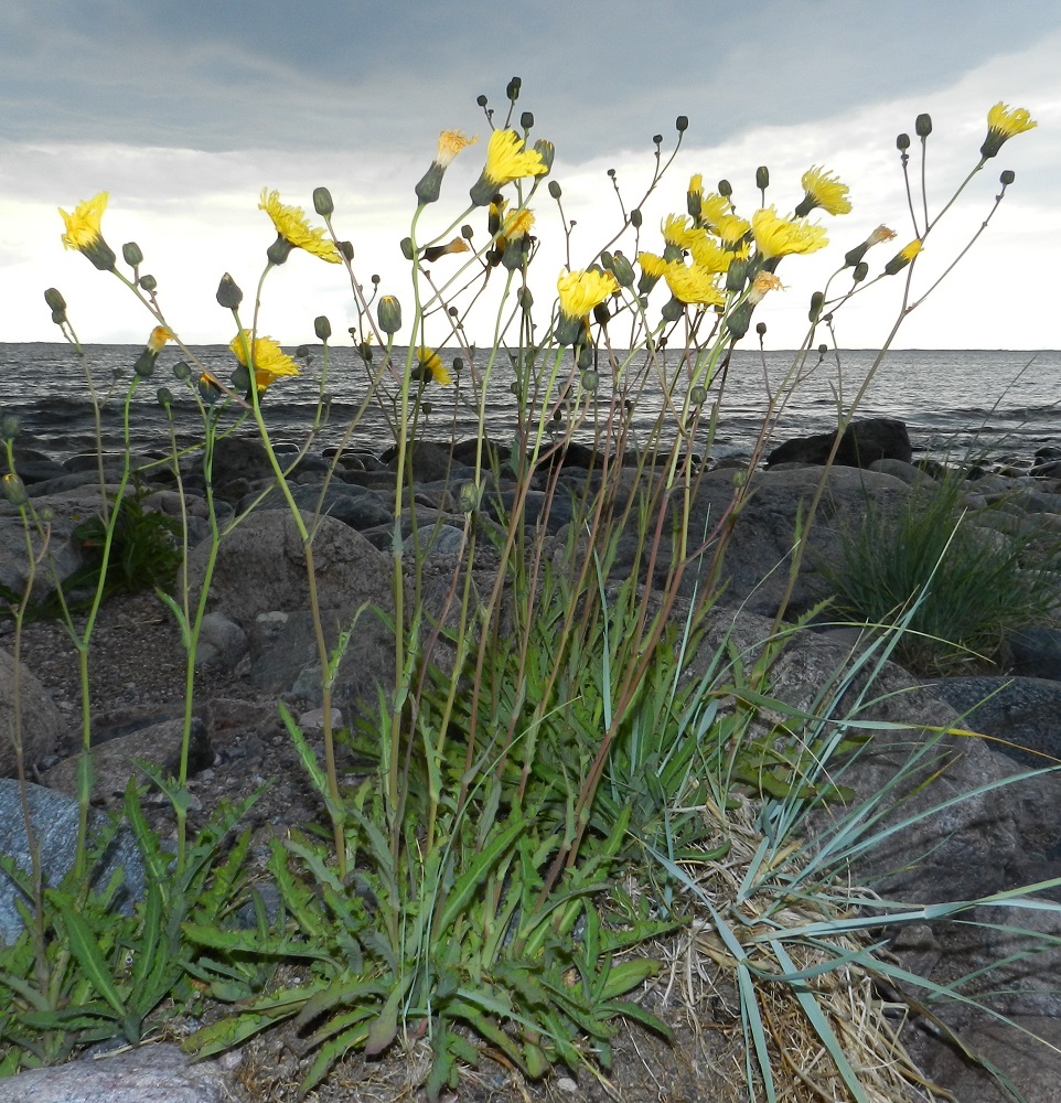 Sonchus arvensis - peltovalvatin muunnos, meripeltovalvatti, var. maritimus, on nimensä mukaisesti alkuperäinen merenrantakasvi. Se on yleensä noin 40-70 cm korkea ja kasvaa pääosin yleisenä merenrannoilla Ahvenanmaalla sekä Suomenlahden ja Pohjanlahden rannikoilla Etelä-Karjalan eliömaakunnasta Perä-Pohjanmaan eliömaakuntaan saakka. Lisäksi joitakin tulokashavaintoja on myös sisämaasta. V, Kemiönsaari, Hiittisten saaristo, Örö, saaren pohjoisosan lännenpuoleinen, avoin merenranta Malmarnan pohjoispuolella olevan saaren kapeikon kohdalla, 14.7.2012. Copyright Hannu Kämäräinen.