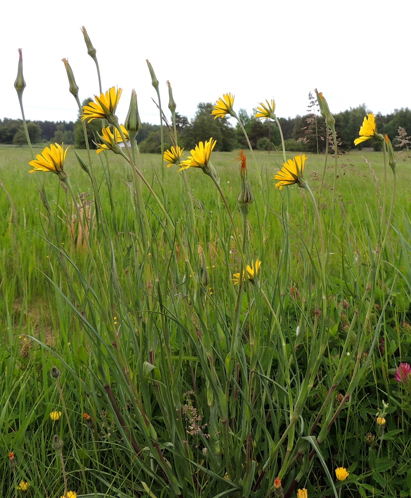 Tragopogon pratensis - piennarpukinparran kukintomykeröt ovat varren ja haarojen kärjessä yksittäin. Mikäli haaroja on, ne ovat yleensä noin 15-25 cm pitkät. Lajin kasvupaikkoina ovat lähinnä tien- ja radanvarret, kylien ja peltojen pientareet, kartanoiden ja kirkkojen ympäristöt sekä joutomaat. A, Jomala, Kungsö, Kungsövägenin laita peltoalueen kohdalla, Jakosin tilan itäpuolella, 12.6.2014. Copyright Hannu Kämäräinen.