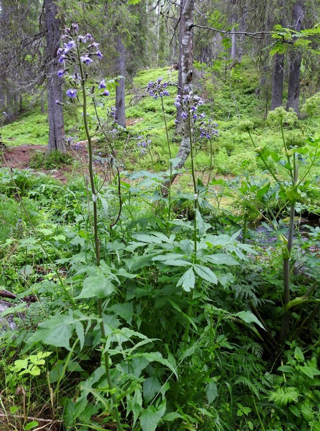 Lactuca alpina - pohjansinivalvatti on Suomessa alkuperäinen ja kasvaa harvinaisehkona Kainuun, Koillismaan, Perä-Pohjanmaan ja Kittilän Lapin eliömaakunnissa sekä hyvin harvinaisena Pohjois-Savon, Oulun Pohjanmaan, Sompion Lapin ja Enontekiön Lapin eliömaakunnissa. Seuralaislajina viihtyy mm. pohjanväinönputki, Angelica archangelica subsp. archangelica. 20.7.2023. Copyright Hannu Kämäräinen.