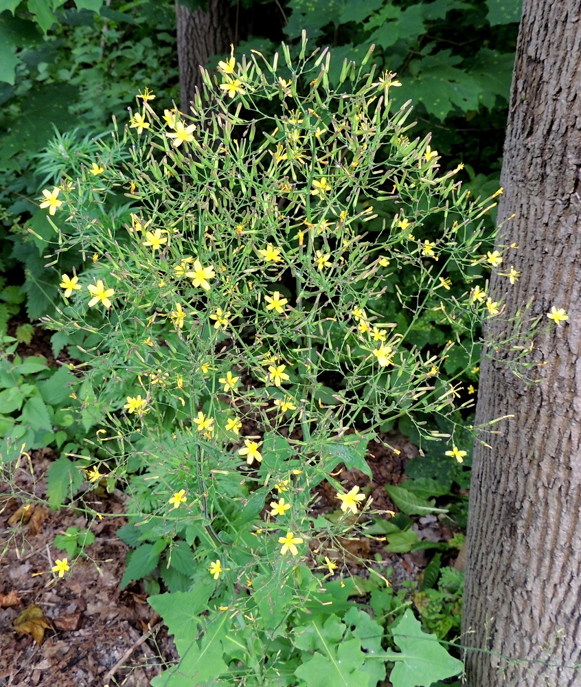 Lactuca muralis - jänönsalaatin kukintokokonaisuus on monihaarainen ja monimykeröinen kerrannaishuiskilo, joka voi toisinaan olla kuvan yksilön tavoin varsin tiheäkin. U, Kerava, Heikkilä, Heikkilänmäki, kotiseutumuseolle johtavan Museopolun metsikköinen laide, 25.7.2015. Copyright Hannu Kämäräinen.