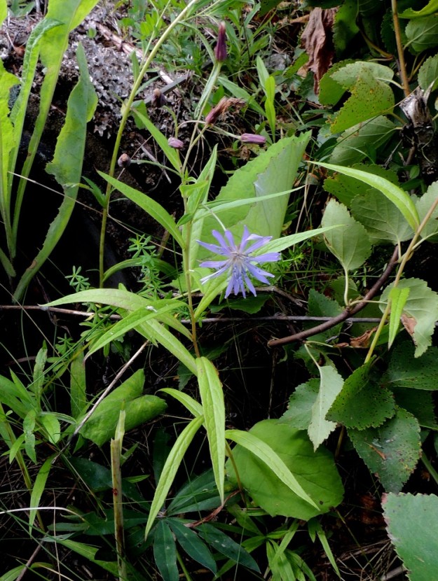 Lactuca sibirica - siperiansinivalvatti voi toisinaan olla siro ja hyvin kapealehtinen. ES, Lappeenranta, Saimaa, Hyötiönsaari, Vehkataipaleentien rantapenger lähellä kohtaa, jossa tie jatkuu Tuosan saarelle, 27.7.2016. Copyright Hannu Kämäräinen.
