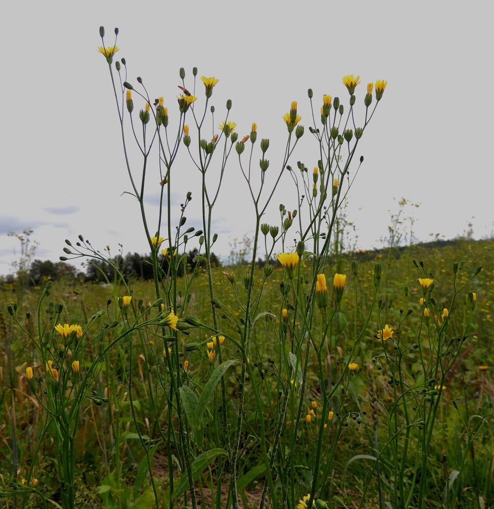 Lapsana communis - linnunkaalin kukintokokonaisuus on varren ja haarojen latvassa kerrannaisen huiskilomaisesti. Päähaarat ovat lehtihankaiset. EH, Hämeenlinna, Vuorentaka, laaja peltoaukea, kesantopellon laita Hämeen Härkätien (tie 2855) varressa, 31.8.2013. Copyright Hannu Kämäräinen.