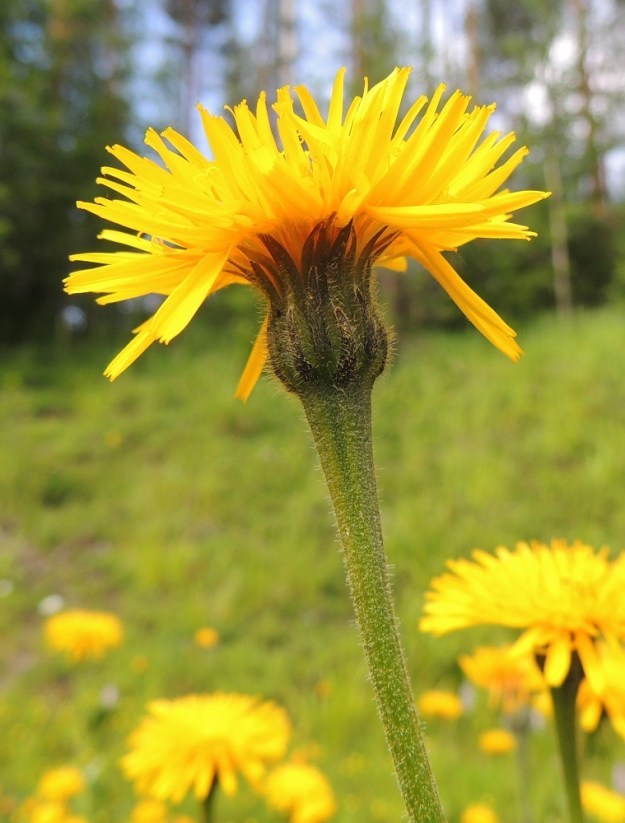 Leontodon hispidus - kesämaitiaisen kukintomykeröt ovat vanan kärjessä yksittäin. Vana levenee tasaisesti yläpäästään mykerön alta. Se on matalaharjuinen ja karvainen tai lähes kalju. Karvat ovat hapsi-, hanka- ja tähtikarvoja. 10.7.2015. Copyright Hannu Kämäräinen.