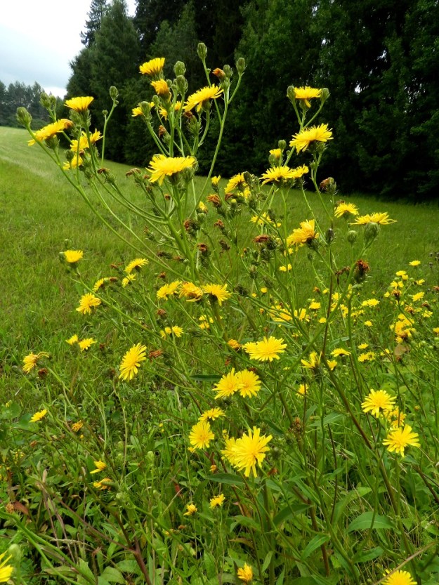 Picris hieracioides - keltanokitkerön kukintokokonaisuus on varren ja haarojen latvassa kerrannaisen huiskilomaisesti. Haarat ovat lehtihankaiset. Kukintomykeröt ovat peränsä kärjessä yksittäin. 21.7.2011. Copyright Hannu Kämäräinen.