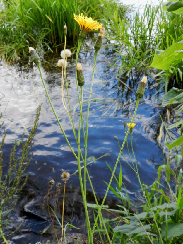 Scorzoneroides autumnalis - syysmaitiaisen kukintomykeröt ovat yksittäin vanojen ja niiden haarojen kärjessä. Haarat ovat tukilehdelliset. Tukilehdet ovat rihmamaisen kapeat ja useimmiten noin 3-15 mm pitkät. EH, Hämeenlinna, keskusta-alue, Vanajaveden ranta Hämeen linnan pohjoispuolella, tykistömuseon kohdalla, 24.8.2012. Copyright Hannu Kämäräinen.