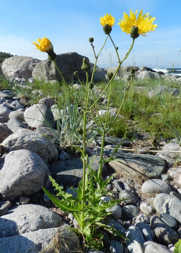 Sonchus arvensis - peltovalvatin muunnos, meripeltovalvatti, on yleensä vähämykeröinen. Sen lehdet sijaitsevat enimmäkseen varren alaosassa. V, Kemiönsaari, Hiittisten saaristo, Örö, saaren lounaisosan lännenpuoleinen, avoin merenranta, 14.7.2012. Copyright Hannu Kämäräinen.