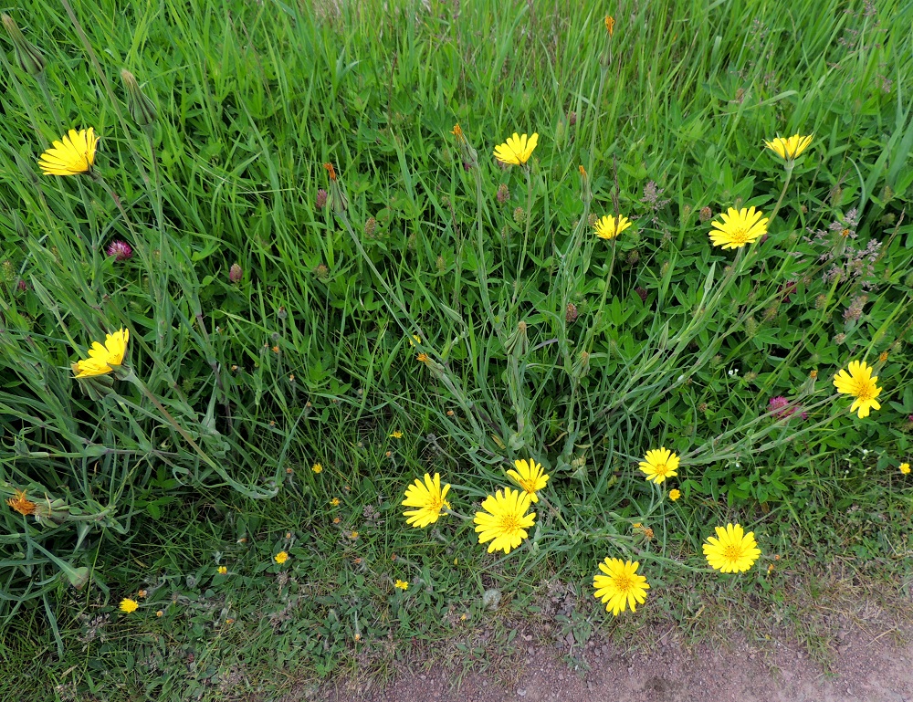 Tragopogon pratensis - piennarpukinparran mykeröillä on hyvin lyhyt avoinnaoloaika. Ne sulkeutuvat puoleen päivään mennessä. Sateisena tai tummapilvisenä päivänä mykeröt eivät aukea ollenkaan. Laji on Suomessa muinaistulokas. Esiintymisalueen pohjoisraja kulkee Keski-Pohjanmaan, Pohjois-Savon ja Pohjois-Karjalan eliömaakunnissa. Yleinen tai yleisehkö se on vain maan eteläosassa. Pukinparta on maultaan mieto, ja sen kaikki osat mykeröistä juuriin ovat syötäviä. Sitä onkin hyödynnetty ravintona historian saatossa jo hyvin kauan. Suomessakin lajia on saatettu menneinä aikoina levittää ja viljellä ravintokäytön vuoksi. A, Jomala, Kungsö, Kungsövägenin laita peltoalueen kohdalla, Jakosin tilan itäpuolella, 12.6.2014. Copyright Hannu Kämäräinen.