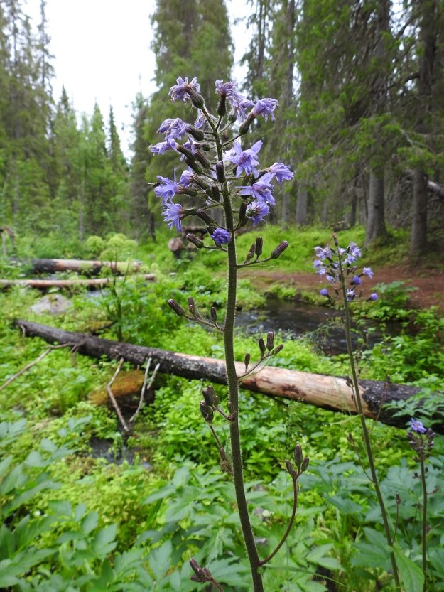 Lactuca alpina - pohjansinivalvatin kukintokokonaisuus on varren latvassa kapeana, lähes terttumaisena huiskilona, jonka alapuolelle kukinnan jatkuessa kehittyy pystyjä kukintohaaroja. 20.7.2023. Copyright Hannu Kämäräinen.