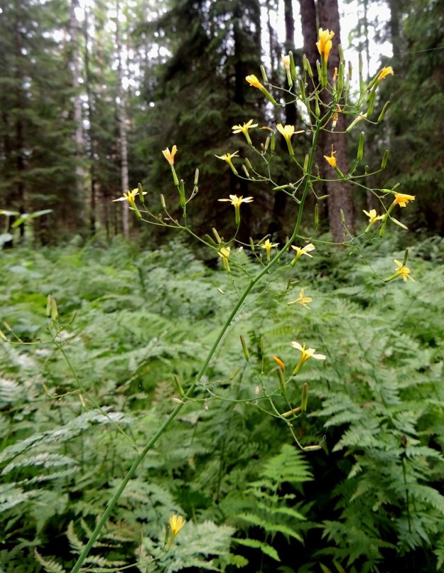 Lactuca muralis - jänönsalaatin kukintohuiskilo on useimmiten kuitenkin edellistä kuvaa harsumpi ja vähämykeröisempi . EH, Hämeenlinna, Rimmilä, Särölammilta lähtevä purouoma, joka alittaa Torajärventien (tie 13661), puronvarsimetsä tien lounaispuolella, 6.7.2013. Copyright Hannu Kämäräinen.