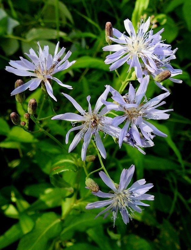 Lactuca sibirica - siperiansinivalvatin kukintokokonaisuus on varren latvassa huiskilomaisesti. Sen haarat ovat hoikat. Kukkamykeröt ovat peränsä kärjessä yksittäin. ES, Mikkeli, Kenkäveronniemi, Kenkävero, Ukonveden Savilahden rantaniitty rantakahvilan kaakkoispuolella, 23.7.2021. Copyright Hannu Kämäräinen.