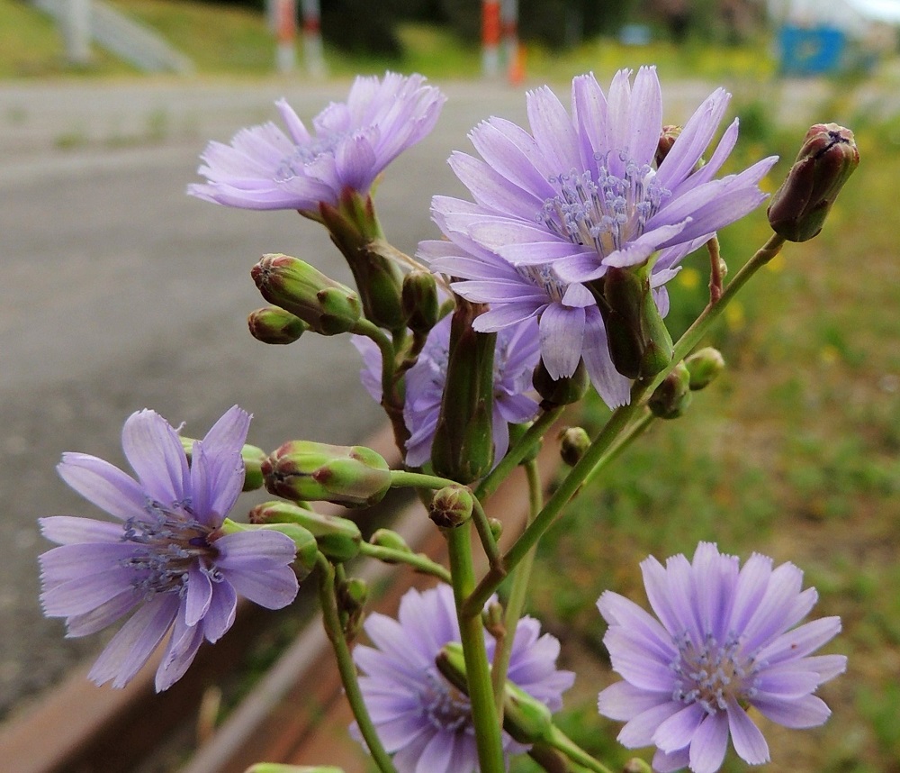 Lactuca tatarica - tataarisinivalvatin varsinaiset kukinnot muodostuvat kukkamaisista mykeröistä, jotka ovat peränsä kärjessä yksittäin. Mykeröperä on yleensä noin 5-15 mm pitkä. V, Naantali, satama, Satamatien pohjoispuolella kulkeva viljavaraston käytöstä pois jäänyt raide viljavarastorakennusten kohdalla, satamaan vievän siltakuljettimen alla, 12.7.2014. Copyright Hannu Kämäräinen.