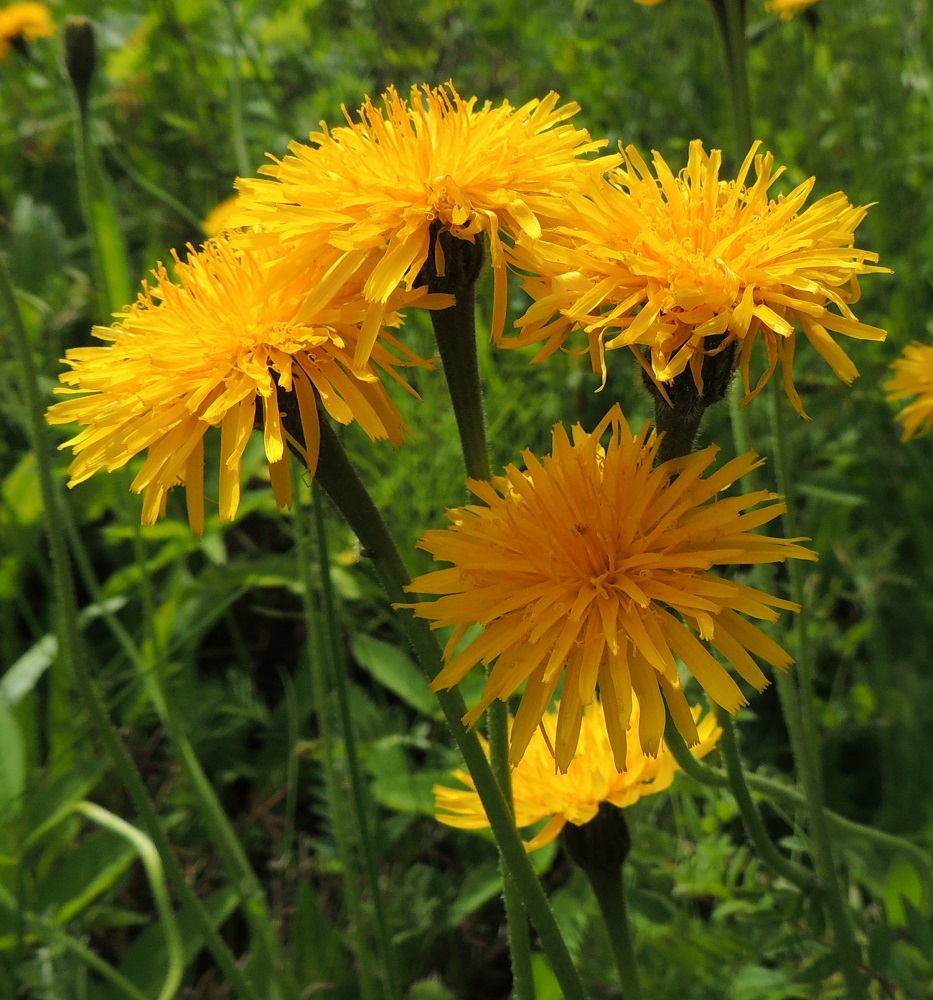 Leontodon hispidus - kesämaitiaisen kukintomykerö on tavallisesti noin 30-40 mm leveä ja avoinna vain päivän valoisimpana aikana. Mykerössä on lopulta noin 90-120 kaksineuvoista ja keltaista kielikukkaa. 10.7.2015. Copyright Hannu Kämäräinen.