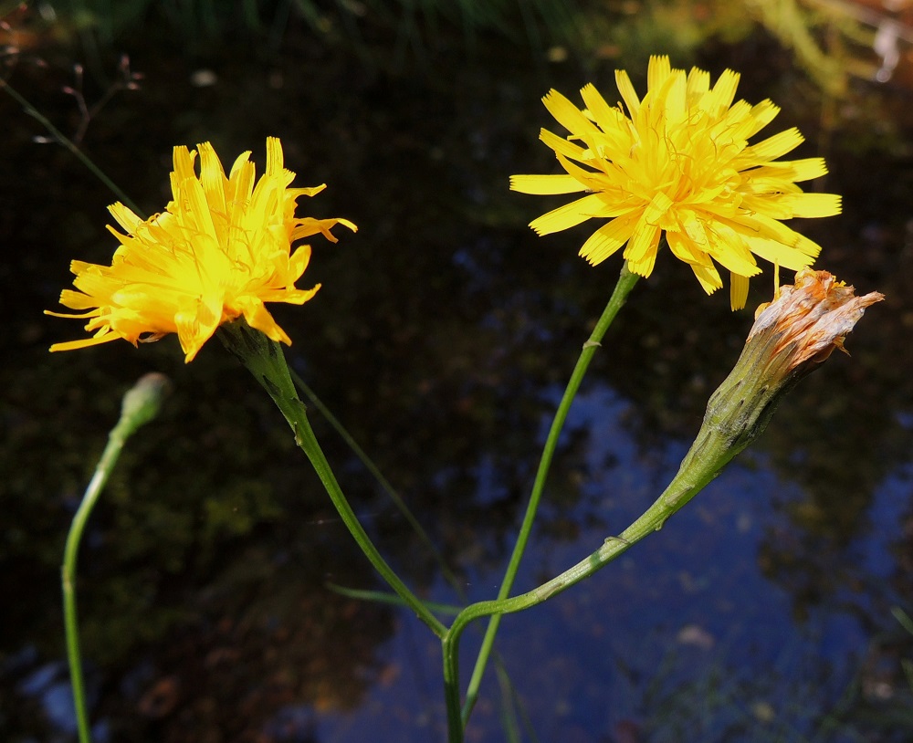Scorzoneroides autumnalis - syysmaitiaisen vana haaroineen levenee tasaisesti yläpäästään mykerön alta. Vanojen latvaosassa on kapean kolmiomaisia tai rihmamaisia, vihreitä tai tummia ja noin 2-5 mm pitkiä, esilehtimäisiä suomuja. U, Hanko, Lappohja, Anckars, Kofverhagin Kartanontien varressa olevan vedenpumppaamon viereinen puronvarsi, luonnonsuojelualue, 3.8.2013. Copyright Hannu Kämäräinen.