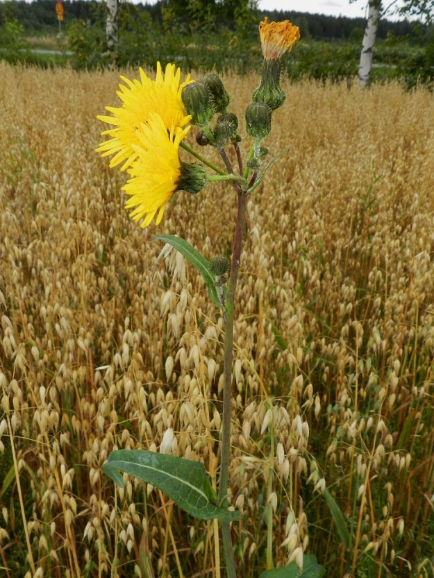 Sonchus arvensis - peltovalvatin kukintokokonaisuus on varren latvassa aluksi lähes sarjamaisen huiskilomaisesti. Latvaosan lehdet ovat sepivät ja yleensä lähes tai aivan ehytlaitaiset. Varsi on vihreäsävyinen tai punertava ja kokonaan kalju tai latvastaan nystykarvainen. EH, Hämeenlinna, Luolaja, Aleksis Kiven kadun varren kaurapellon laide Luolajantien risteyksen kaakkoispuolella, 1.9.2012. Copyright Hannu Kämäräinen.